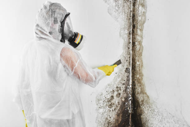 Best Attic Mold Removal  in Westport, WA