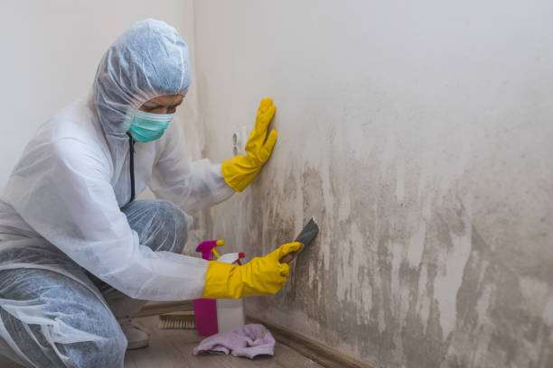 Trusted Westport, WA Mold Removal Experts