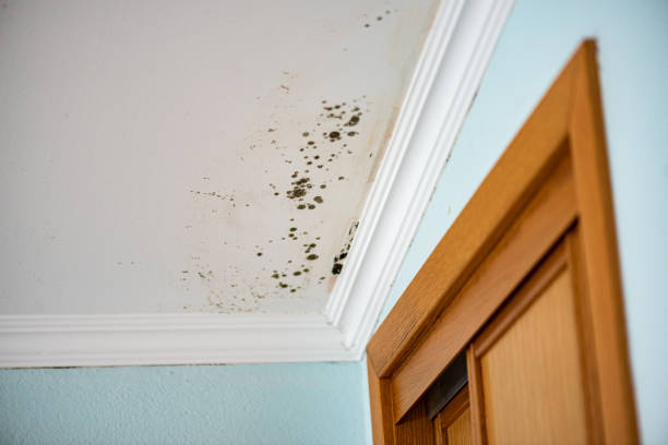 Best Office Mold Removal Services  in Westport, WA