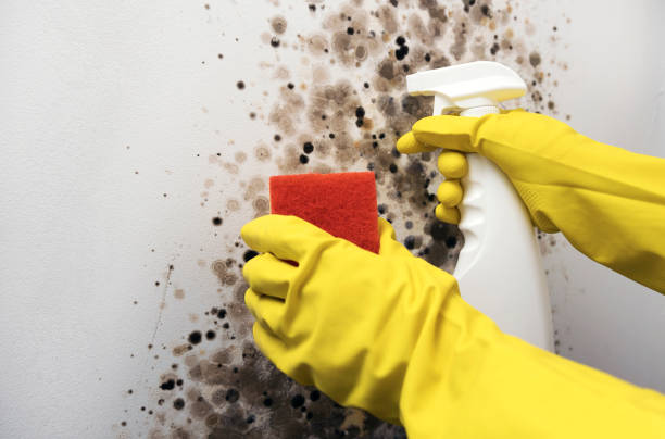 Best Best Mold Removal Companies  in Westport, WA