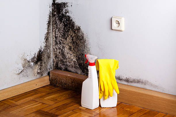 Best Mold Inspection  in Westport, WA
